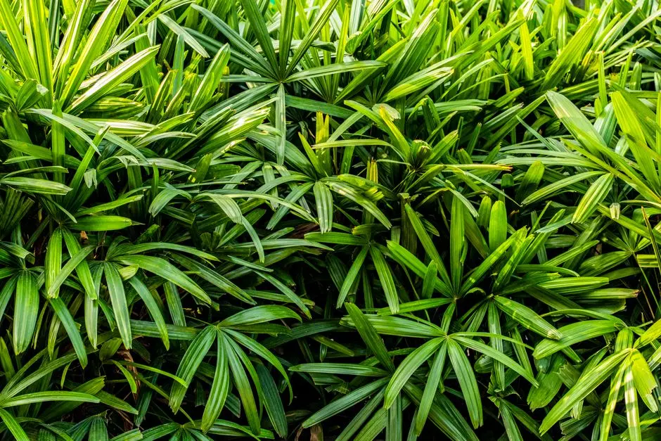 Greens & Outdoors at VATIKA SOVEREIGN NEXT, Sector 82A, Gurgaon
