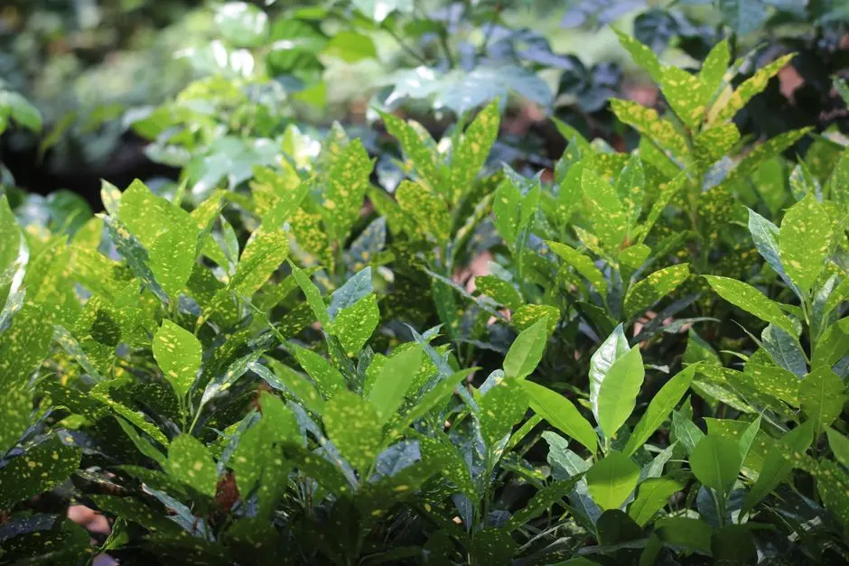 Greens & Outdoors at VATIKA INDIA NEXT 2, Sector 88A, Gurgaon