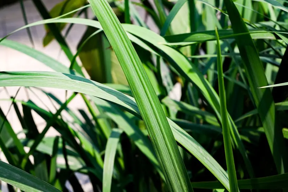 Greens & Outdoors at VATIKA INXT EVOLUTION, Sector 83, Gurgaon