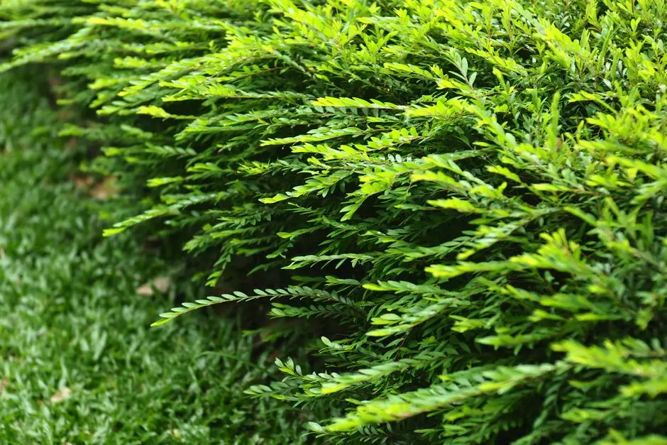 Greens & Outdoors at VATIKA HORIZON 82, Sector 82A, Gurgaon