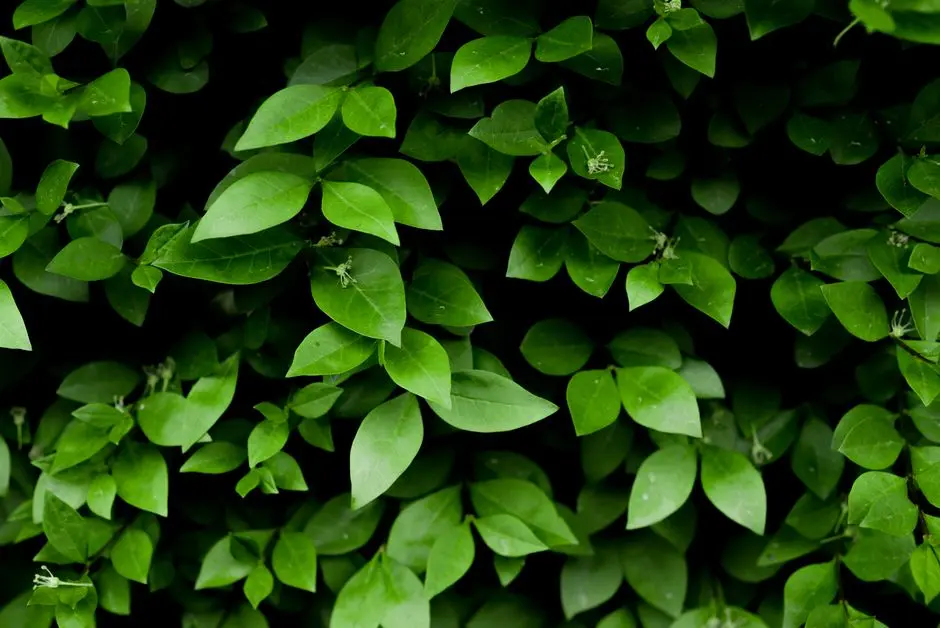 Greens & Outdoors at VATIKA TURNING POINT, Sector 88B, Gurgaon