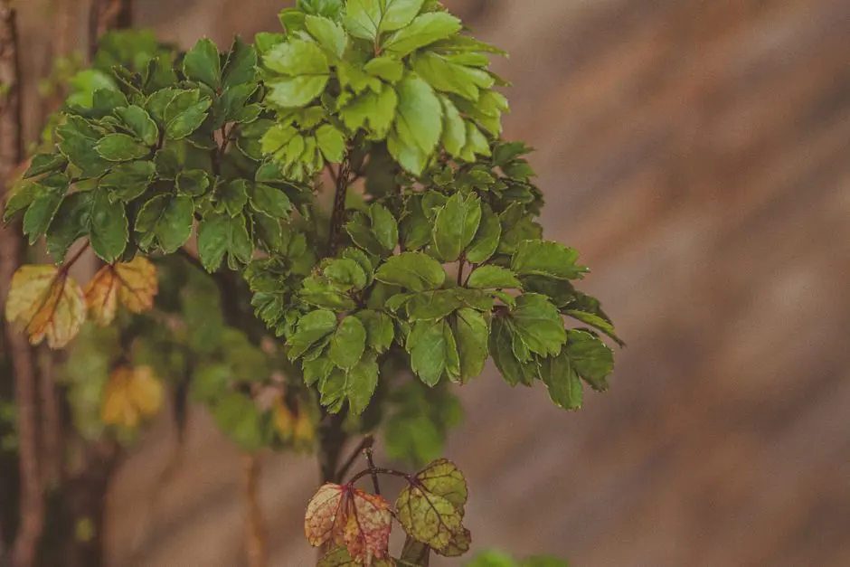 Greens & Outdoors at VATIKA SEVEN ELEMENTS, Sector 89A, Gurgaon