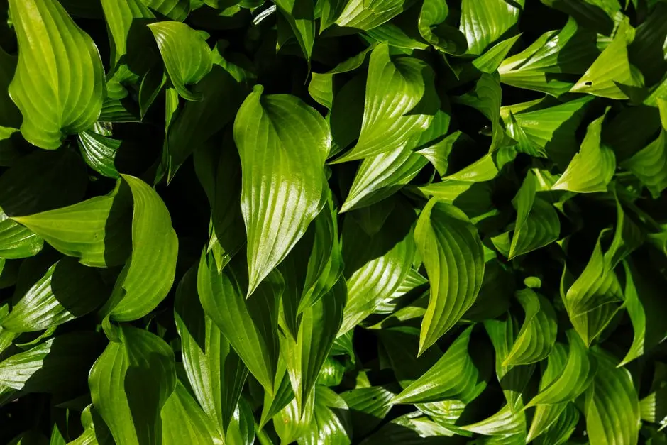 Greens & Outdoors at VATIKA INDEPENDENT FLOORS (AMBALA), Sector 23, Ambala